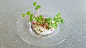 radishes 16d